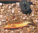 High Sierra Pack Station offers Golden Trout Fishing